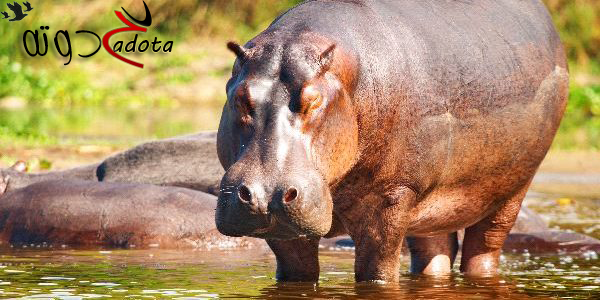 تفسير حلم رؤية فرس النهر في المنام