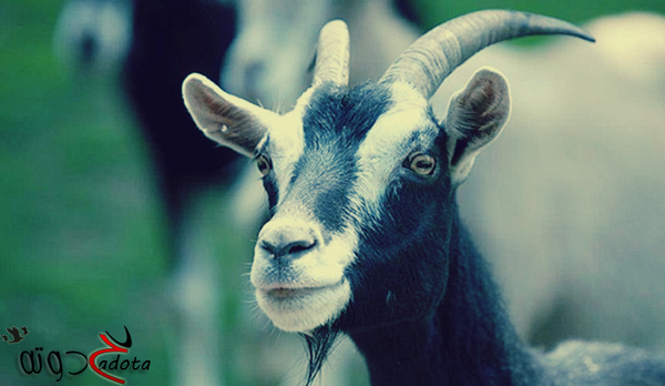 تفسير حلم رؤية الماعز في المنام