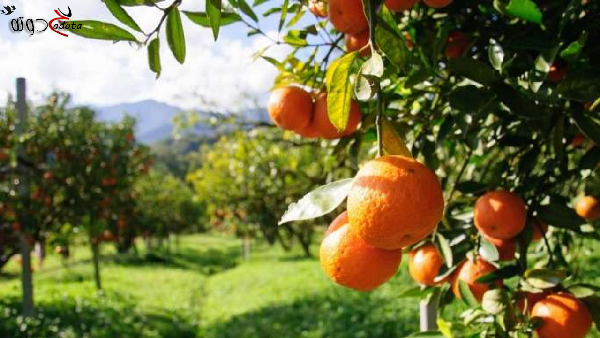 تفسير حلم رؤية شجر البرتقال في المنام