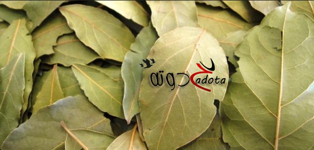 تفسير حلم رؤية ورق اللورا في المنام