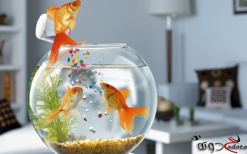 تفسير حلم رؤية سمك الزينة الملون في المنام