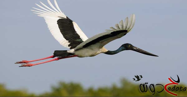 تفسير رؤية طائر اللقلق في المنام