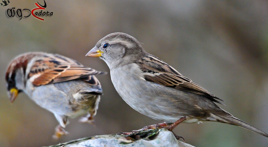تفسير حلم رؤية عصفور الدوري في المنام