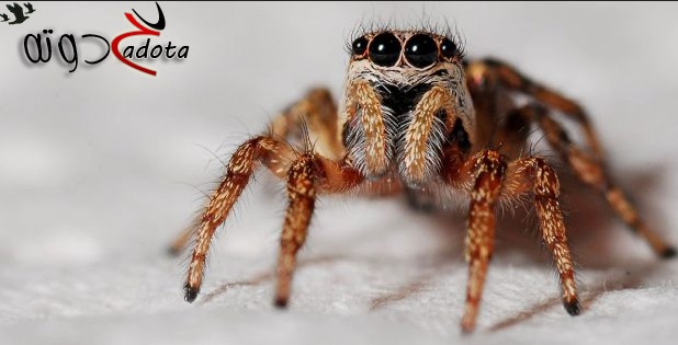 تفسير حلم رؤية العنكبوت في المنام لابن سيرين والنابلسي