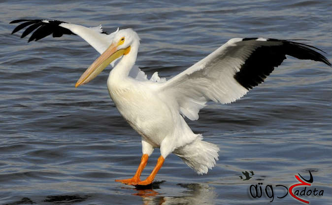 تفسير رؤية طائر البجع في المنام