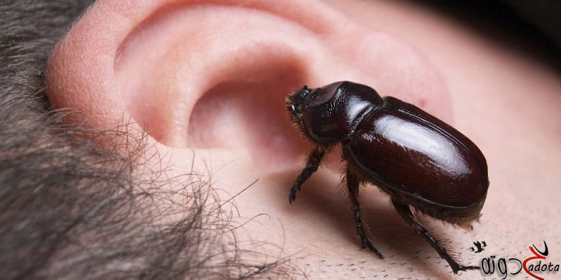 ما هو تفسير حلم خروج الحشرات من الأذن في المنام