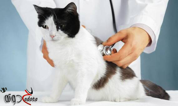 تفسير رؤية الطبيب البيطري في المنام