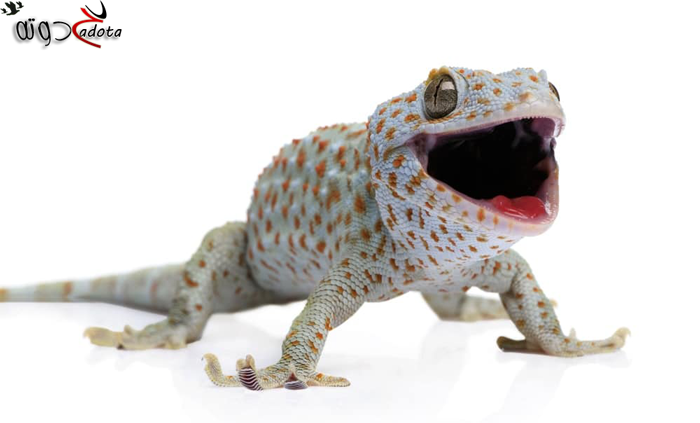 تفسير رؤية الحرذون في المنام