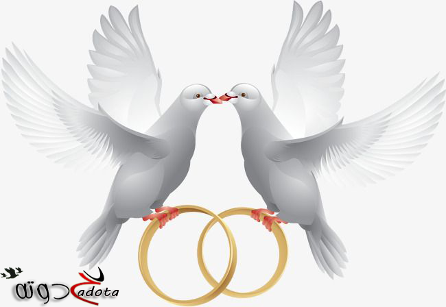 تفسير رؤية حمامتين في المنام