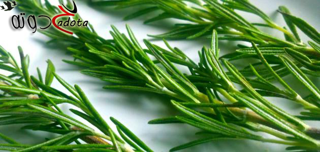 تفسير رؤية إكليل الجبل في المنام