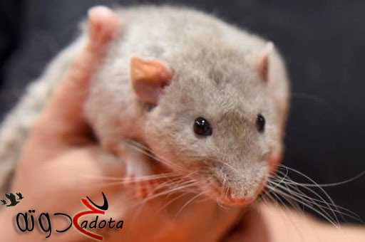 ما هو تفسير حلم حيوان يتكلم