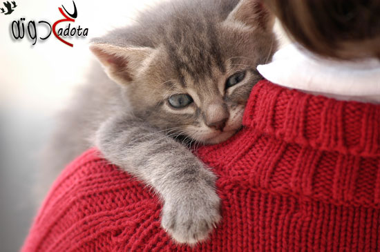 ما هو تفسير حلم القطط في المنام