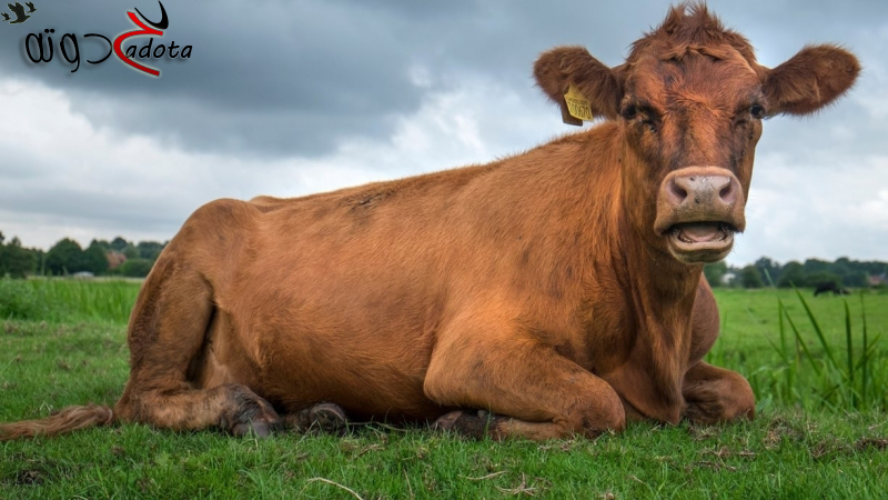 تفسير رؤية البقرة البنية في المنام