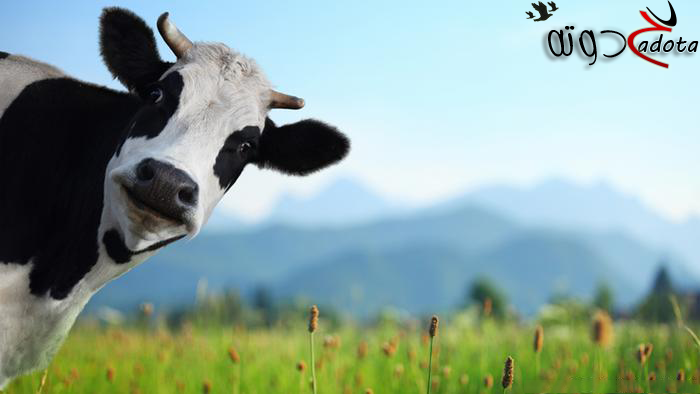 تفسير رؤية نطح البقرة في المنام