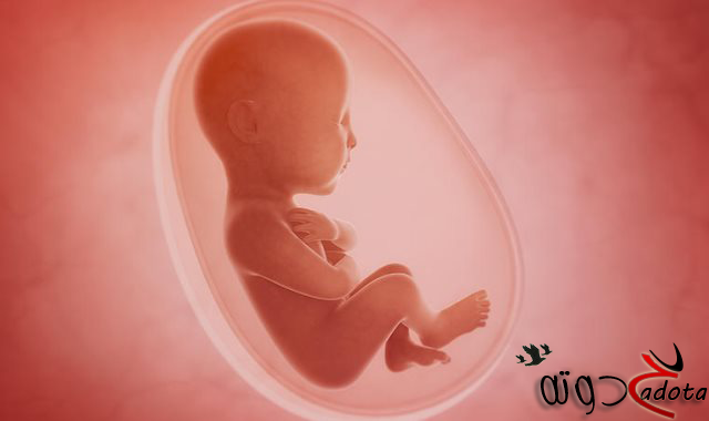 تفسير رؤية الجنين في المنام