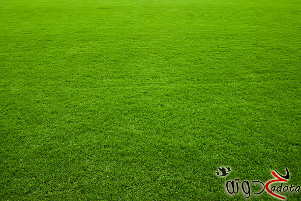 تفسير رؤية العشب الأخضر في المنام