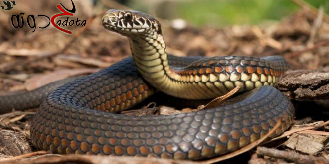 تفسير رؤية الثعبان الكبير في المنام