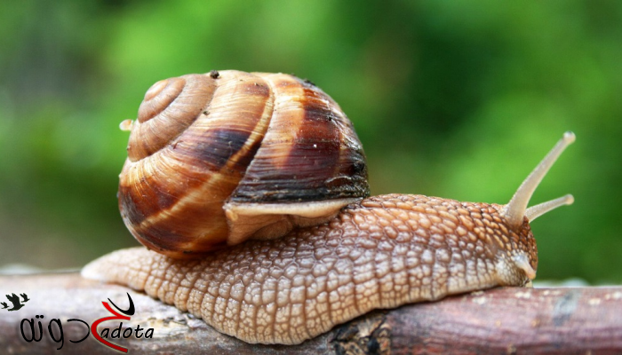 تفسير رؤية جمع الحلزون في المنام