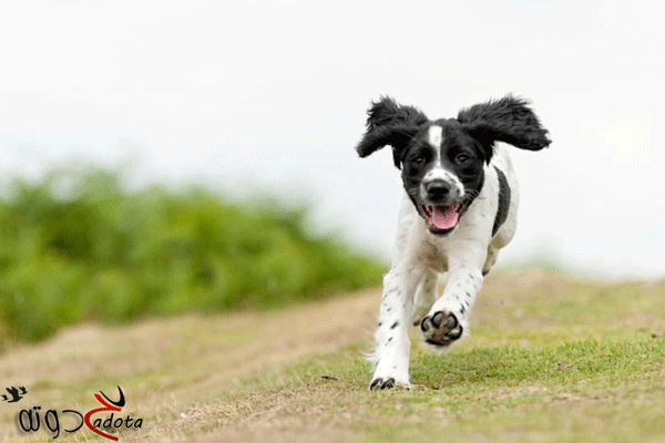 تفسير رؤية طرد الكلاب من المنزل في المنام