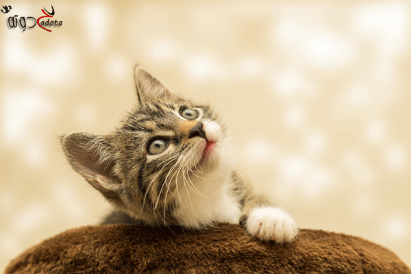 تفسير رؤيه طرد القطط من البيت في المنام