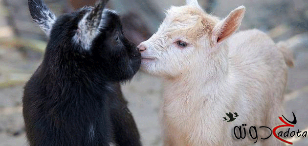 تفسير رؤية الماعز الصغير في المنام