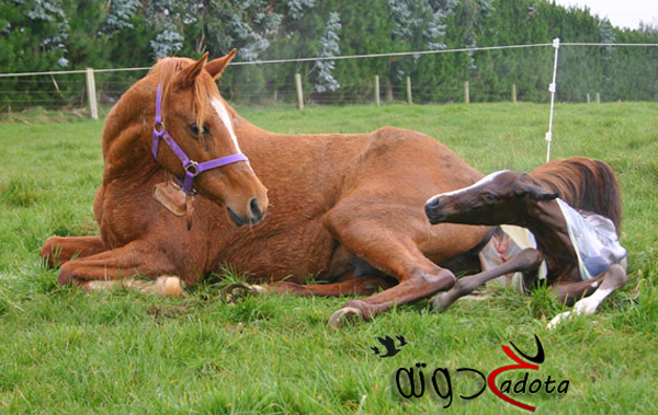 تفسير رؤية ولادة الفرس في المنام