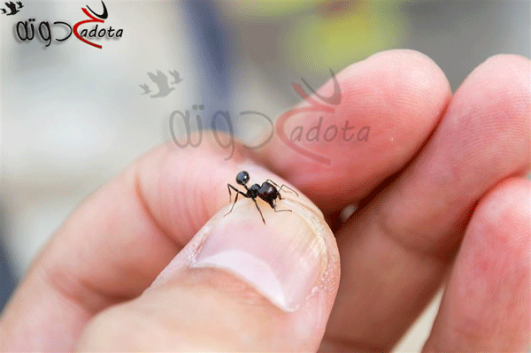 تفسير رؤية النمل الأسود الصغير في المنام