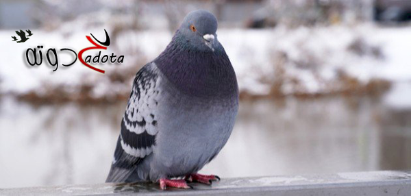 تفسير رؤية الحمام في المنام