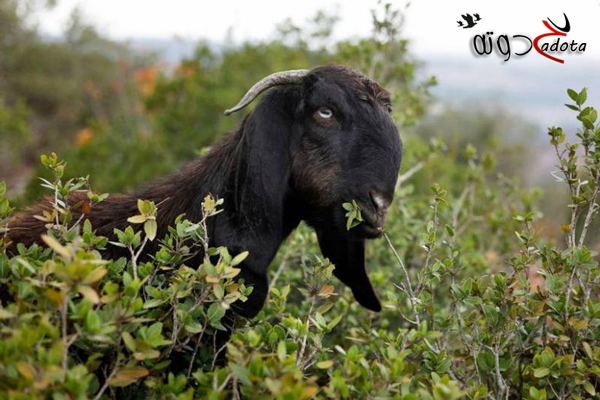تفسير رؤية الماعز الأسود في المنام