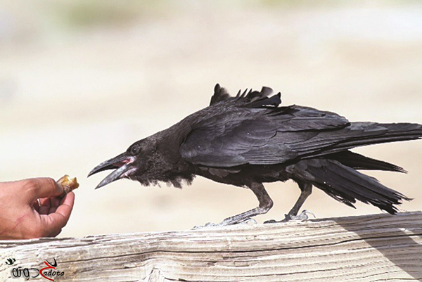 تفسير حلم عضة الغراب في المنام