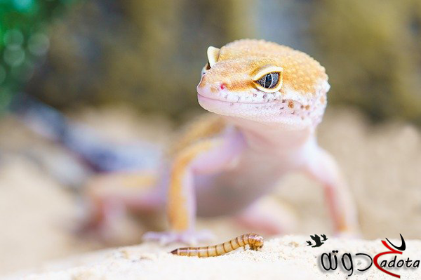 ما تفسير رؤية أبو بريص في المنام