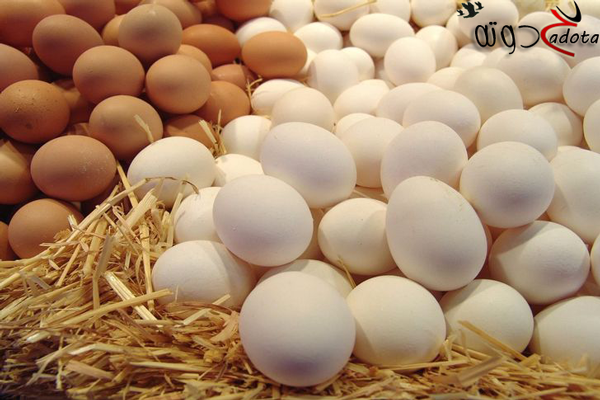 تفسير حلم البيض الكثير في المنام لابن سيرين