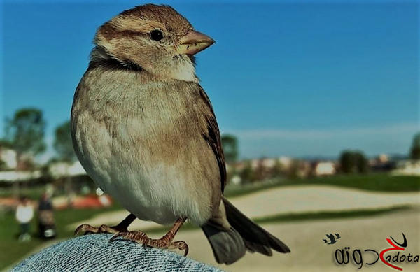 تفسير رؤية عصفور مجروح في المنام