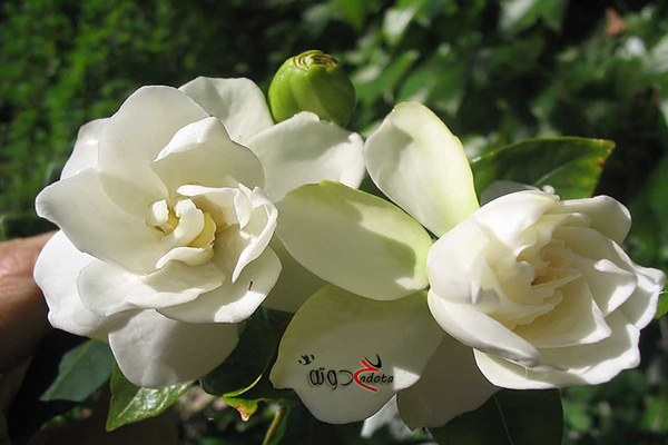 تفسير رؤية الغاردينيا في المنام