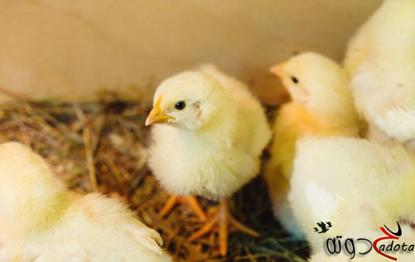 تفسير رؤية الصيصان في المنام لابن سيرين