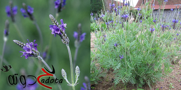 تفسير حلم اللافندر في المنام