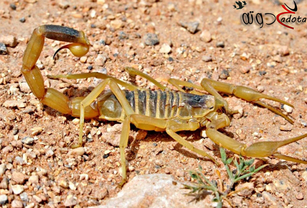 ما هو تفسير حلم العقرب الصفراء في المنام لابن سيرين