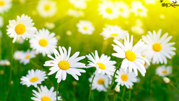 على ماذا يدل الورد الابيض في المنام