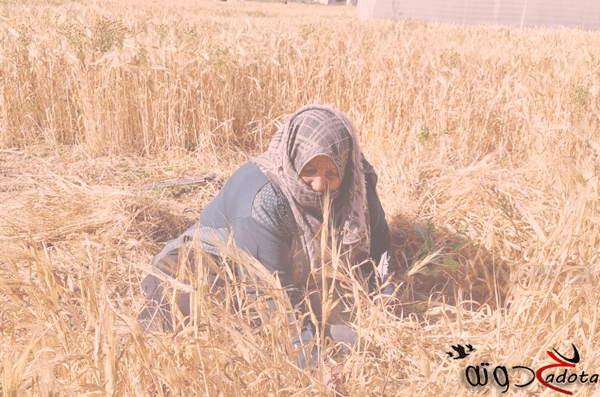 تفسير رؤية حصاد القمح في المنام