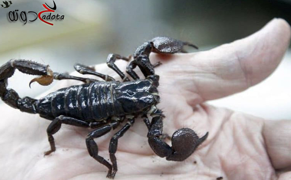 ما هو تفسير حلم العقرب الأسود في المنام لابن سيرين