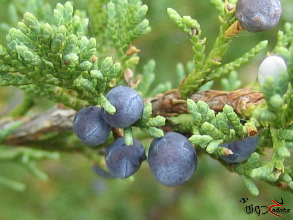 تفسير رؤية العرعر في المنام