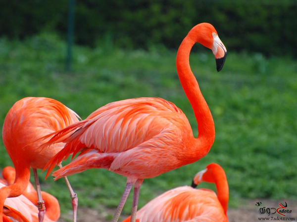 تفسير رؤية طائر الفلامنجو في المنام