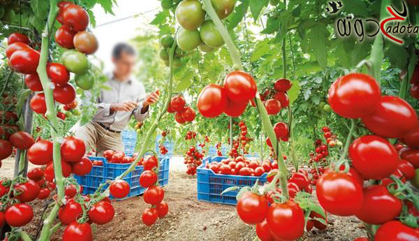 تفسير حلم زراعة الطماطم في المنام