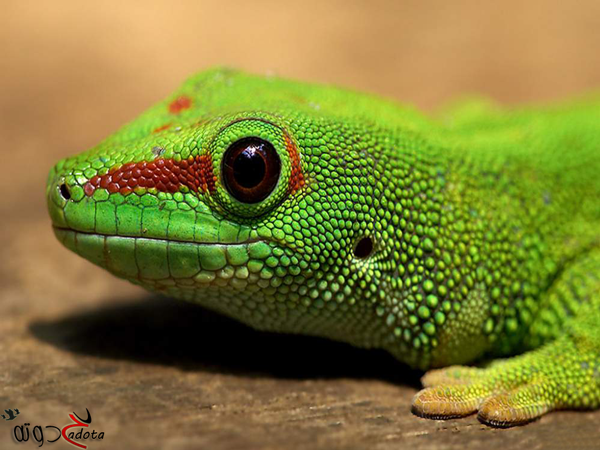 تفسير حلم السحلية الخضراء في المنام