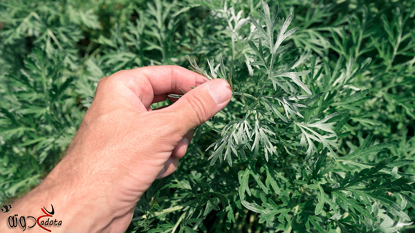 تفسير رؤية عشبة الشيبة في المنام