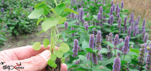 تفسير رؤية عشبة الزوفا في المنام