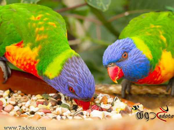 تفسير حلم الطيور الجائعة في المنام لابن سيرين