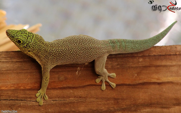 ما تفسير حلم رؤية أبو بريص في المنام لابن سيرين