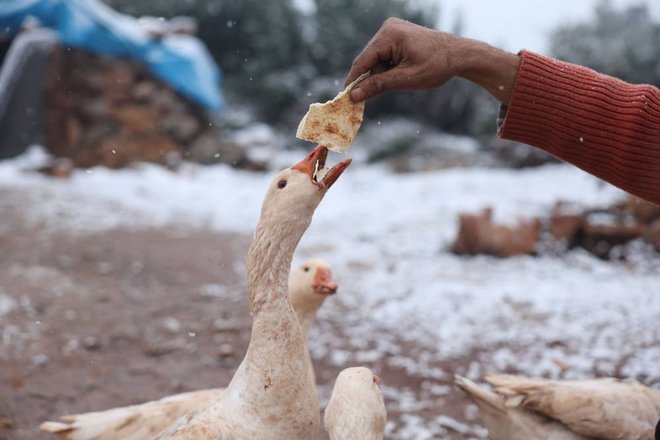 تفسير رؤية إطعام البط في المنام