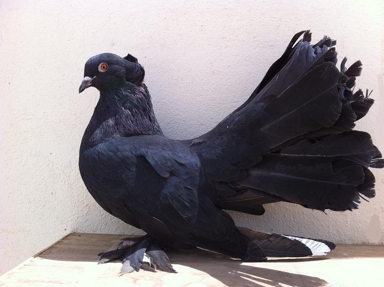 ما هو تفسير رؤية الحمام الأسود في المنام